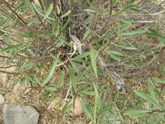 برگ بو زاگرسی